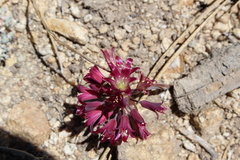 Allium fimbriatum