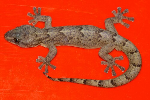 Maripi Rock Gecko, Afroedura maripi