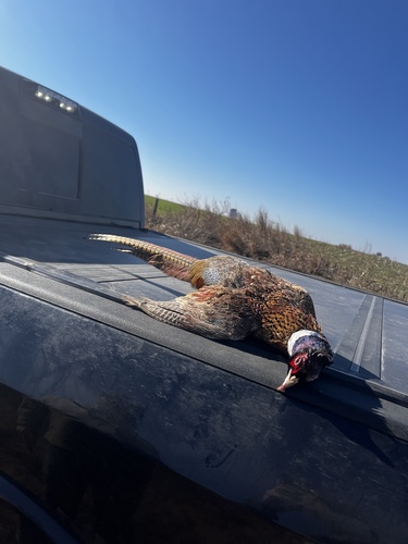 Ring-necked Pheasant