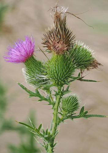 Spear Thistle