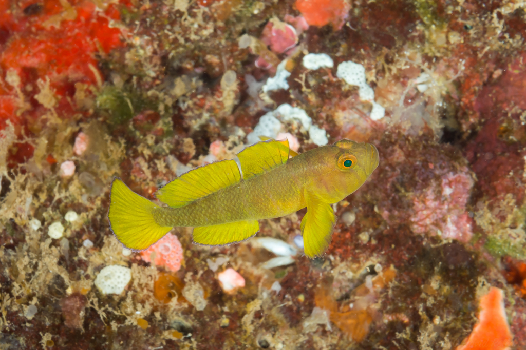 Golden Green Goby