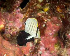 Chaetodon multicinctus
