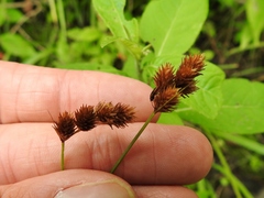 Carex bebbii