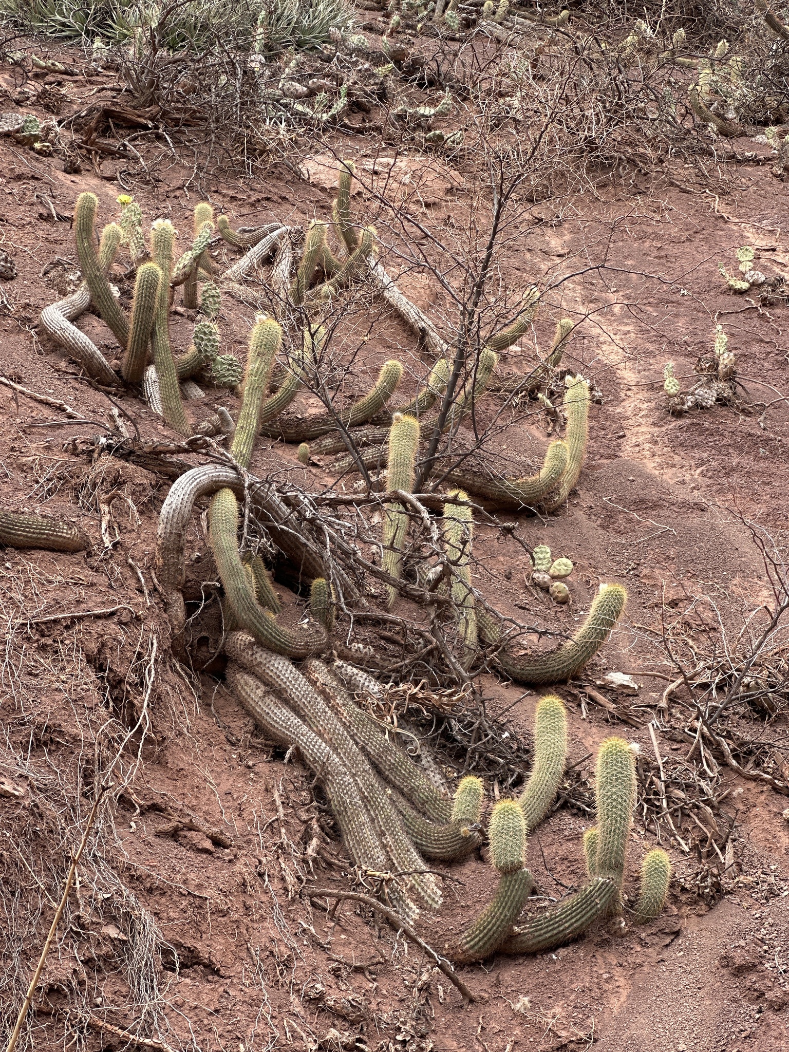 Trichocereus angelesiae