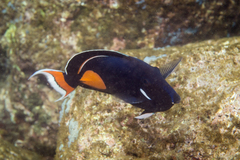 Acanthurus achilles