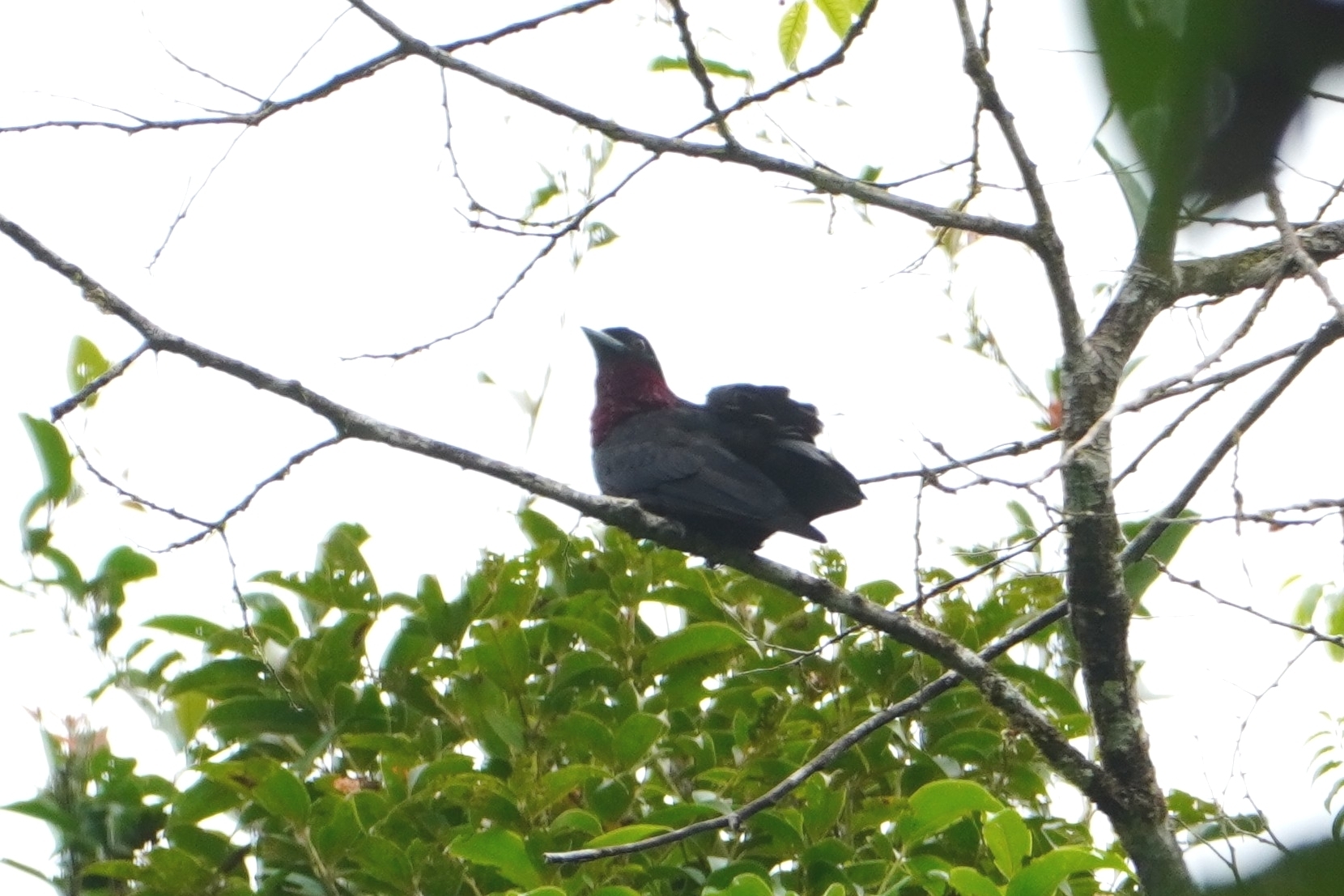 Purple-throated Fruitcrow illustration