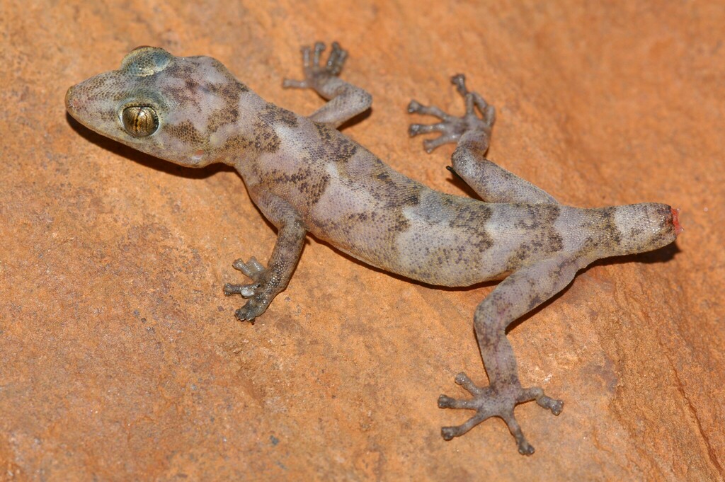 Abel Erasmus Flat Gecko