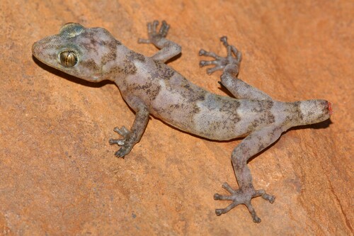 Abel Erasmus Flat Gecko, Afroedura rupestris
