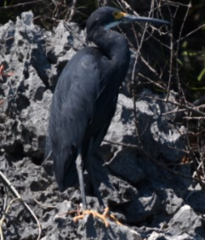 Egretta garzetta dimorpha