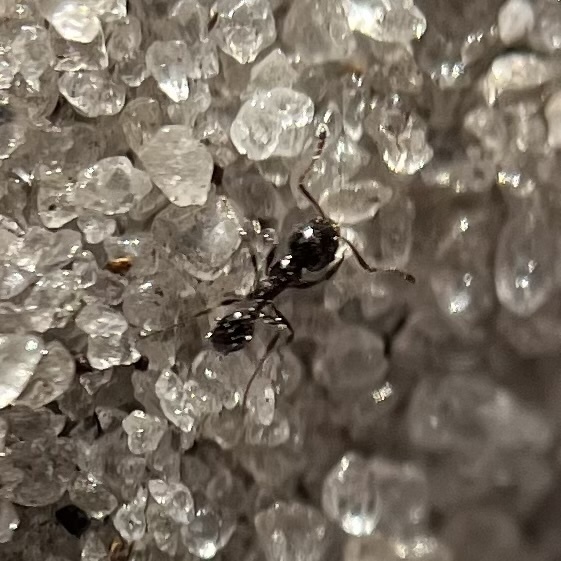 Florida Rosemary Big-headed Ant
