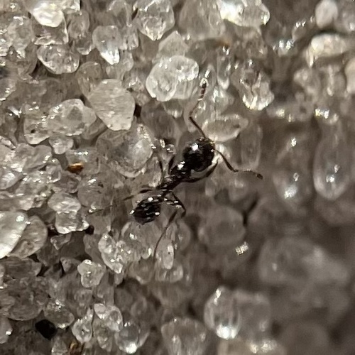 Florida Rosemary Big-headed Ant