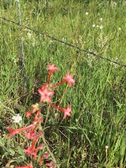 Ipomopsis aggregata collina