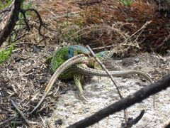Lacerta schreiberi