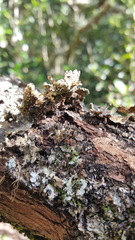 Pseudocyphellaria haywardiorum