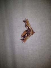 Eutelia pulcherrimus