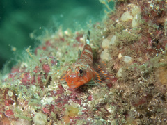 Signal Triplefin photo 2