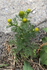 Matricaria discoidea