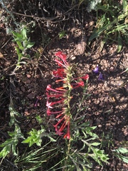 Ipomopsis aggregata collina