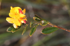 Pultenaea myrtoides