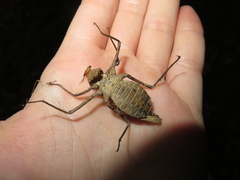 Macromiidae