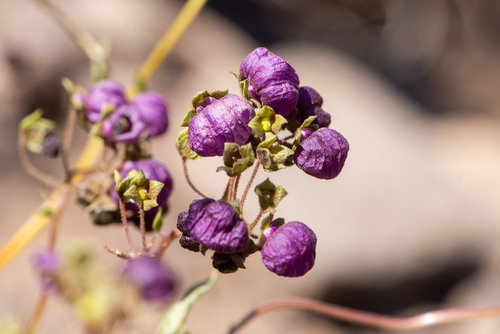 Calceolaria arachnoidea