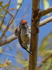 Picumnus albosquamatus