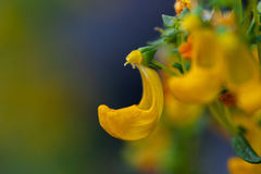 Calceolaria hypericina, photograph (c) Nicolás Villaseca Merino, some rights reserved (CC BY-SA)