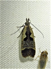 Dichomeris bilobella