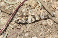 Trimerotropis albescens