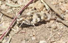 Trimerotropis albescens