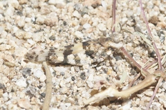 Trimerotropis albescens