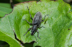 Tanymecus palliatus