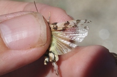 Trimerotropis albescens