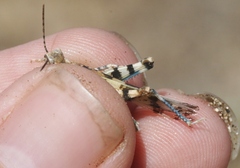 Trimerotropis albescens