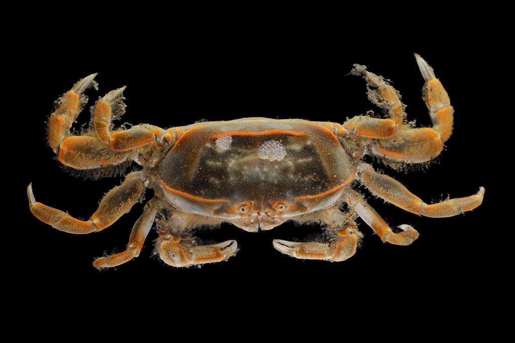 Innkeeper Crab