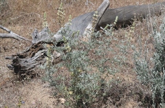 Lupinus elatus