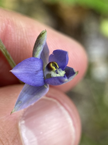 Image of Thelymitra hatchii by (c) Michael Berardozzi, some rights reserved (CC BY)