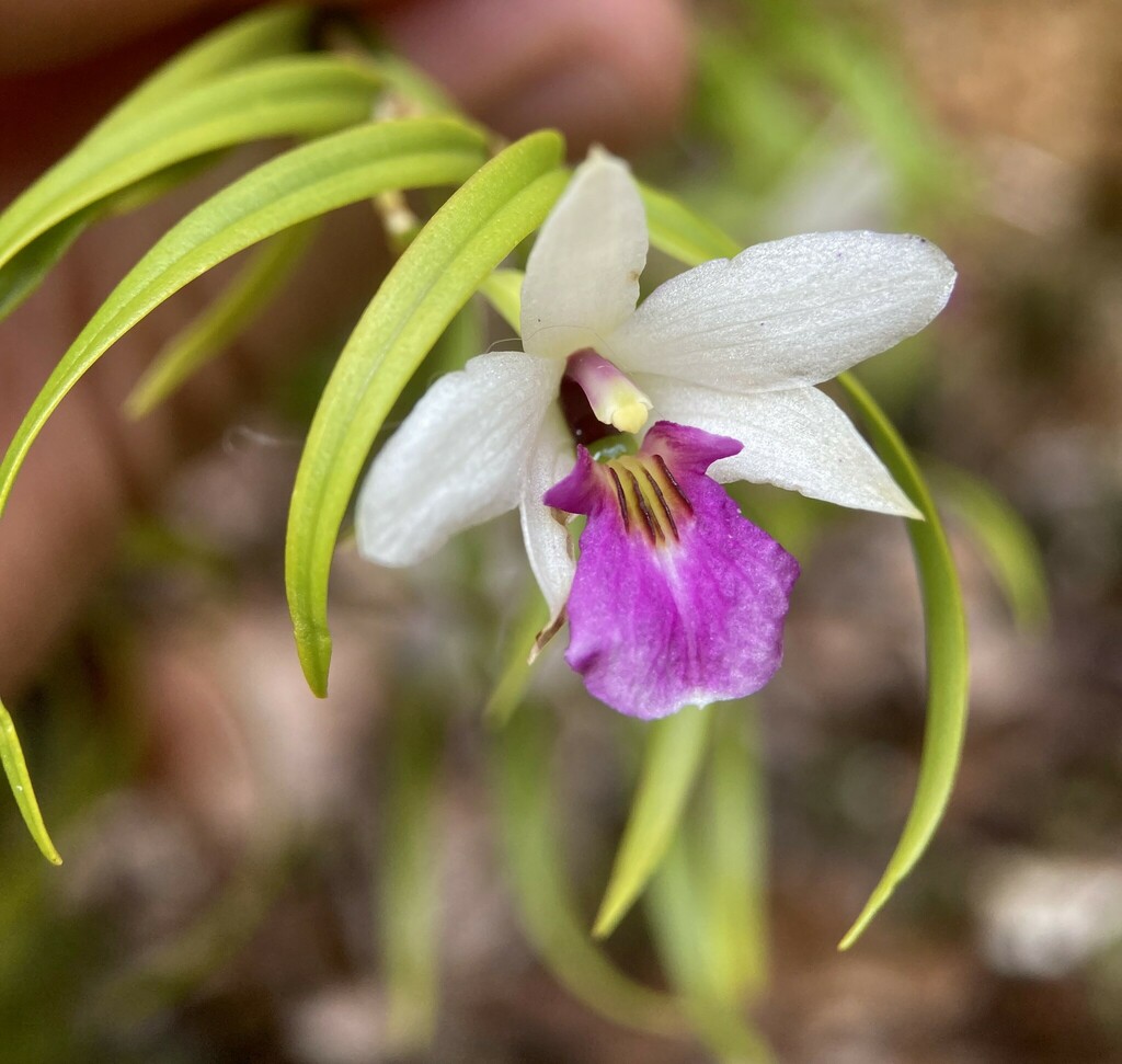 Dendrobium cunninghamii