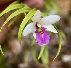 Mountain clematis (Winika cunninghamii)