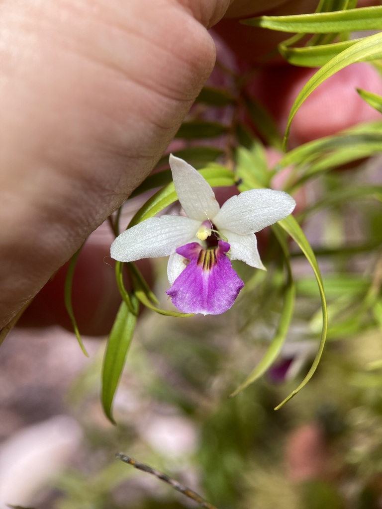 Dendrobium cunninghamii Lindl. 3