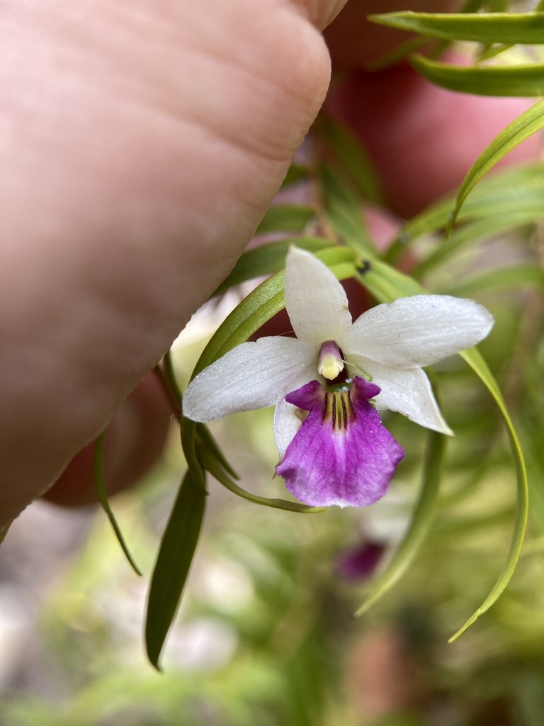Dendrobium cunninghamii Lindl. 4