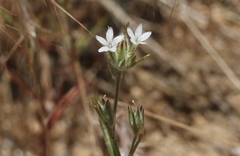 Eriastrum sparsiflorum