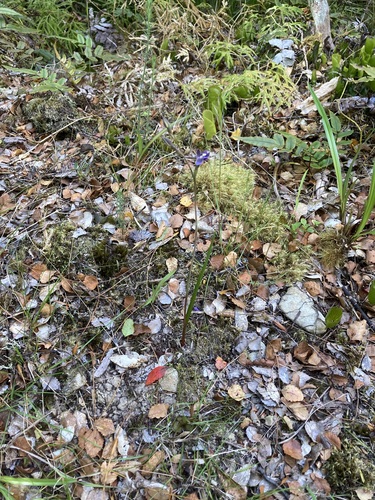 Image of Thelymitra hatchii by (c) Michael Berardozzi, some rights reserved (CC BY)