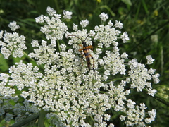 Strangalia attenuata