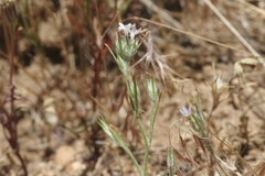 Eriastrum sparsiflorum