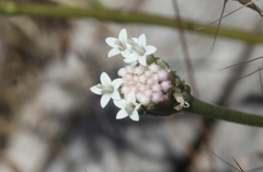 Chaenactis douglasii