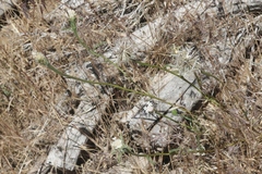 Chaenactis douglasii