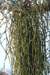 Viscum articulatum