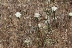 Chaenactis douglasii
