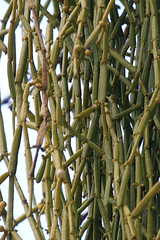Viscum articulatum